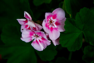 pink and white flower