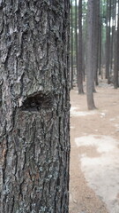 Close-up of pine tree trunk with rough bark contrasting a horizontal forest path and trees, contrast concept, copy space