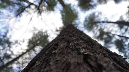 Close-up of a tall pine tree trunk with textured bark against a soft-focus sky and branches, sturdy concept.
