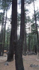 Forest scene with two large cedar tree trunks and a camping tent in the far background, camping concept.