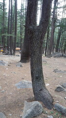 Tall cedar trees with rough bark and scattered gray rocks on a forest floor, canopy concept.