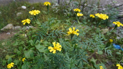 Close-up of bright yellow marigold flowers on green stems against a soft-focused background, vibrancy concept.