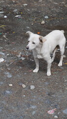 White mixed-breed dog standing alert on dirty, gravelly ground with scattered debris and rocks, stray concept.