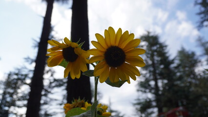 Two bright yellow sunflowers with dark centers against a blurred forest silhouette, contrast concept.