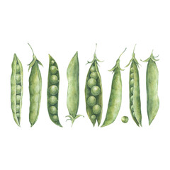 Simple arrangement with pods, seeds of green peas. Watercolor illustration hand drawn and isolated on a white background. Perfect for postcards, posters, other polygraph, design of tableware, textile