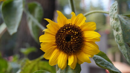 Close-up of a vibrant yellow sunflower with a dark center against a blurred green background, solar concept.