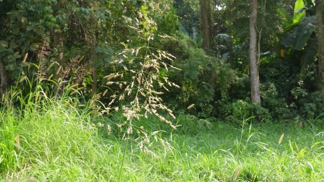 Johnson grass, Sorghum halepense or weeping lovegrass, Eragrostis curvula 