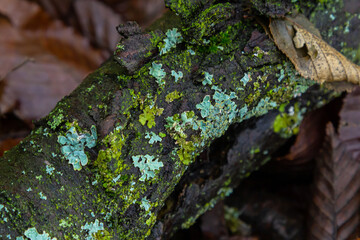 Colorful Parmelia sulcata lichen growing on a decaying branch in a forest environment during early...