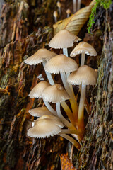 Cluster of Psathyrella and Mycena galericulata mushrooms growing on decaying wood in a damp forest during autumn
