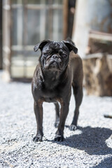 Schwarzer Mops auf der Terrasse