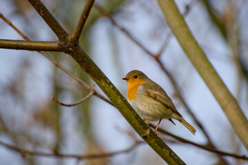 Obraz premium European robin perched on a tree branch with a clean background and gentle winter tones
