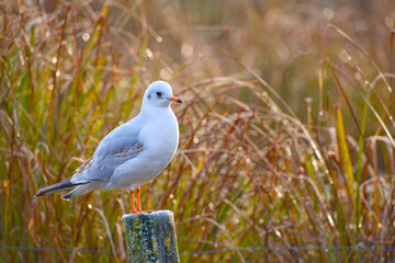 Black-headed gull standing on a mossy wooden post with sparkling dew on tall grass in the soft morning light