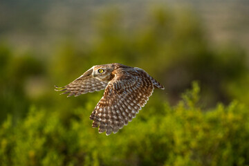 little owl in flight 