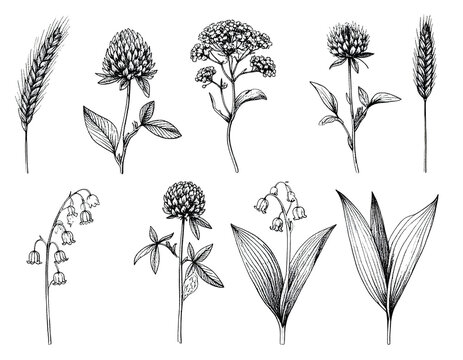 Black and white botanical illustrations featuring various detailed flora arrangements