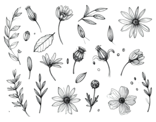 Hand-drawn botanical illustration with flowers, leaves, and buds, in grayscale on a black background