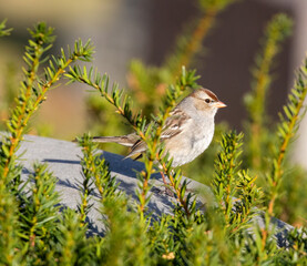 White-Crowned Sparrow