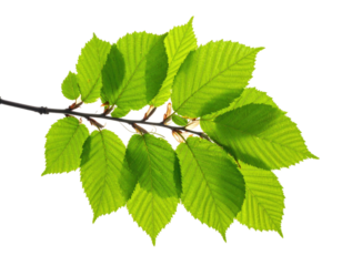 Close-up of a leafy branch with vibrant green foliage against a solid black background