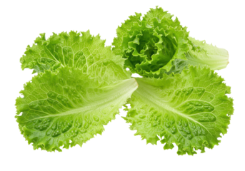 Four vibrant green curly lettuce leaves, fresh and crisp with intricate textures and ruffled edges, in a close-up macro shot on a transparent background with copy space. Concept of healthy organic