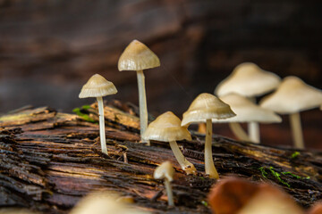 Mushrooms Psathyrella and Mycena galericulata growing on decaying wood in a forest setting during autumn