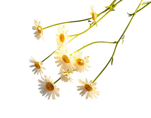 Fototapeta premium Close-up of delicate white daisies with yellow centers and green stems on black background