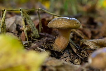 Mushroom Amanita phalloides growing in a forest during autumn on fallen leaves and twigs beneath a canopy of trees