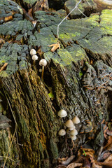 Small mushrooms grow on a decaying tree stump in a forest environment during the early stages of autumn