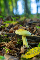 Mushroom in a forest setting surrounded by autumn leaves showcasing Amanita phalloides and Tricholoma sulphureum under gentle sunlight