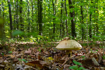 Fototapeta premium Mysterious Amanita phalloides and Gyroporus cyanescens found in a forest setting with leafy undergrowth