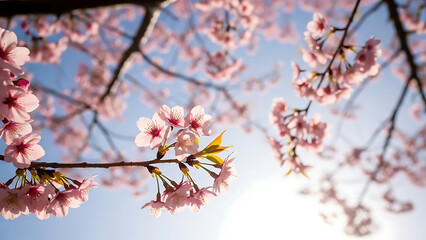 Close-up of Delicate Pink Cherry Blossoms Blooming on a Tree Branch Against a Bright Blue Sky
