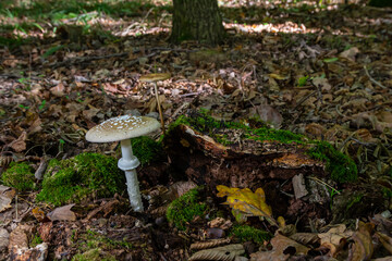 Fototapeta premium The Amanita pantherina, or the Panther Cap, a beautiful and iconic mushroom. A muted relative of the Amanita muscaria or fly agaric, its cap features a bold pattern