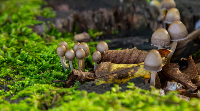 Mushroom cluster of Psathyrella and Coprinellus disseminatus thriving on decaying wood in a woodland setting