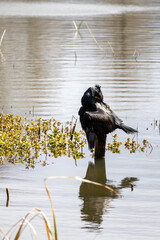 great cormorant on the lake shore