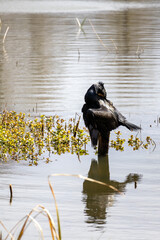 great cormorant on the lake shore