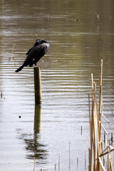 great cormorant on the lake shore