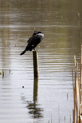 great cormorant on the lake shore