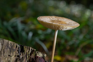 Oudemansiella radicata mushroom growing on decaying wood in a forest setting during the day