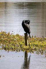 great cormorant on the lake shore
