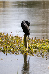 great cormorant on the lake shore