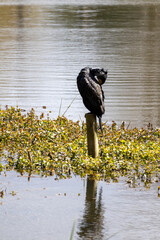 great cormorant on the lake shore