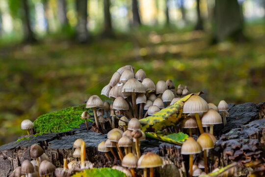 Cluster of Psathyrella mushrooms growing on decaying wood in a forested area during autumn season