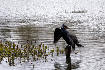 great cormorant on the lake shore
