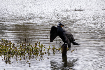 great cormorant on the lake shore