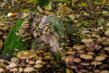 Sulphur tuft, Hypholoma fasciculare, or clustered woodlover on a dead tree