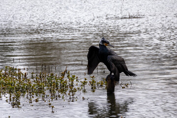great cormorant on the lake shore