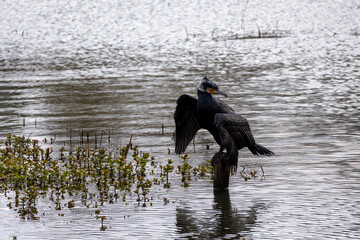 great cormorant on the lake shore