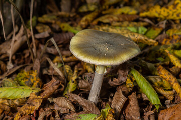 Identification of Amanita phalloides mushroom growing in a forest environment during autumn