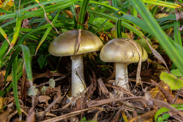 Unique appearance of Amanita phalloides mushrooms growing among grass and foliage in a natural woodland setting during autumn