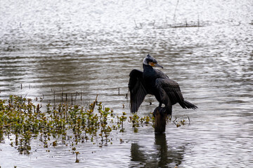 great cormorant on the lake shore