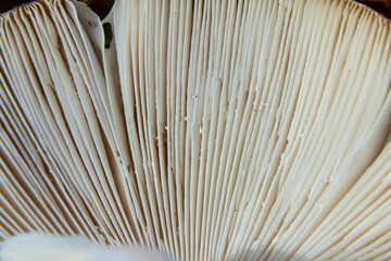 Obraz premium Close-up view of mushroom gills, linear patterns in soft creamy tones, copy space