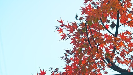 秋の彩りのある風景